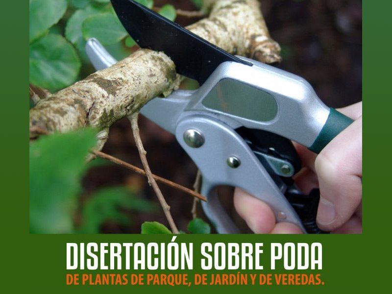 Disertación sobre poda de plantas de parque, jardín y veredas.