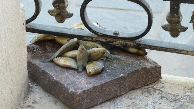 Pescado en la ventana de la municipalidad de Alta Gracia