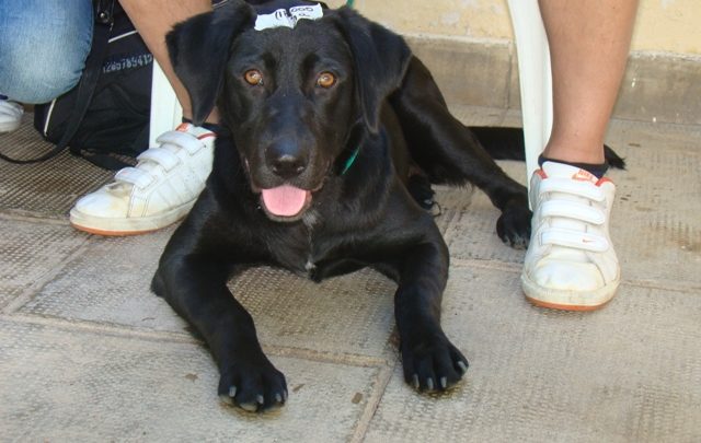 ADMA Alta Gracia realizó 9000 esterilizaciones y podría conseguir espacio nuevo