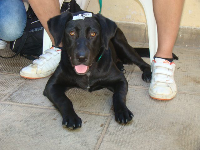 ADMA Alta Gracia realizó 9000 esterilizaciones y podría conseguir espacio nuevo