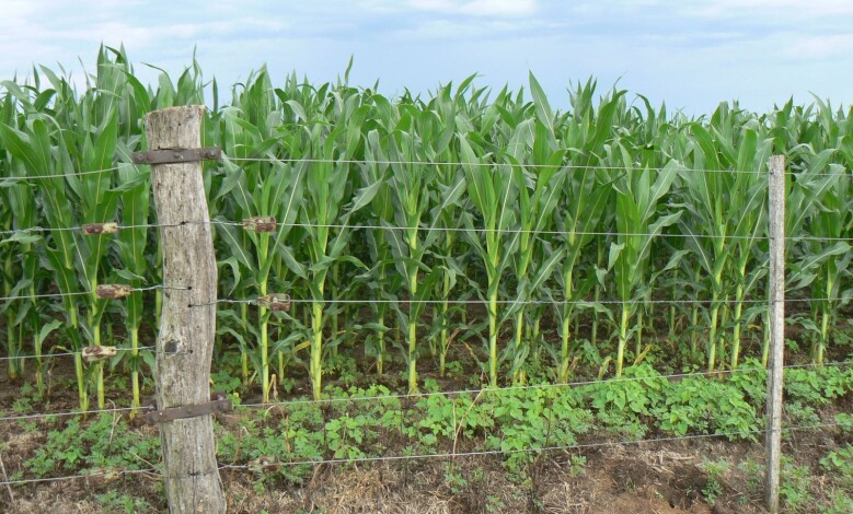 Cultivo de maiz en siembra directa 4 1 - Diario Resumen de la región