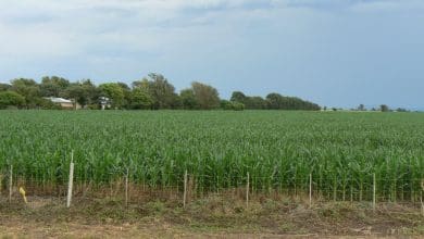 Cultivo de maiz en siembra directa 6 1 - Diario Resumen de la región