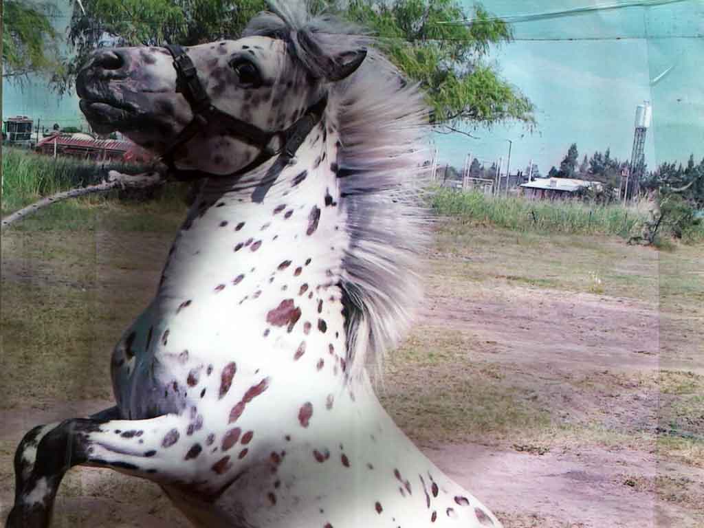 El poni responde al nombre de "Pimienta"