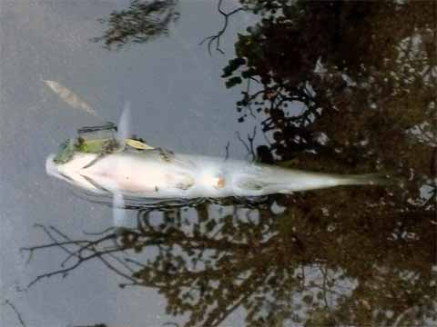Peces muertos en Boca del Río (imagen gentileza de Mario Oviedo Peñaloza)