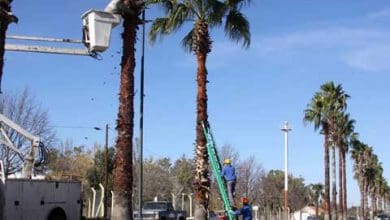 La Municipalidad continúa con la poda del arbolado urbano