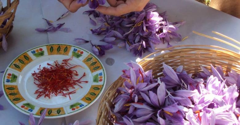 finca alta gracia 1 - Diario Resumen de la región