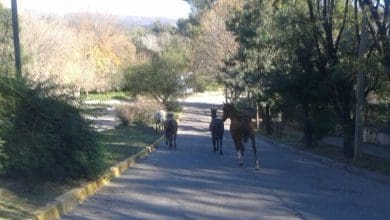 CABALLOS SUELTOS A 1 - Diario Resumen de la región