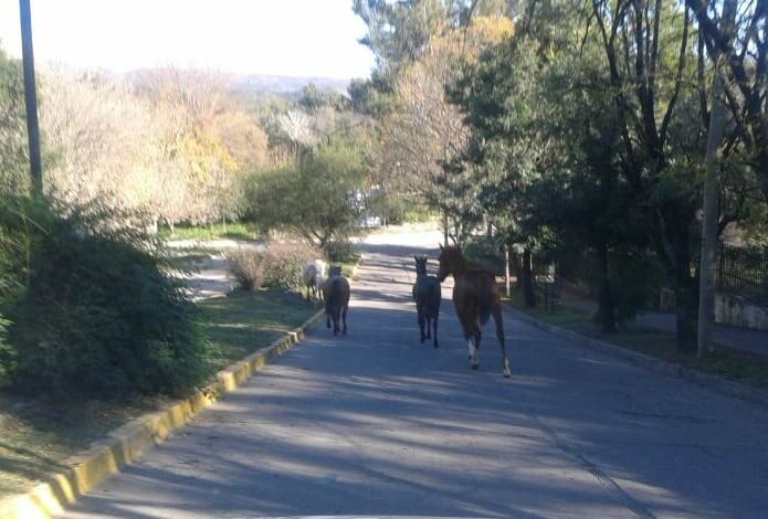 CABALLOS SUELTOS A 1 - Diario Resumen de la región