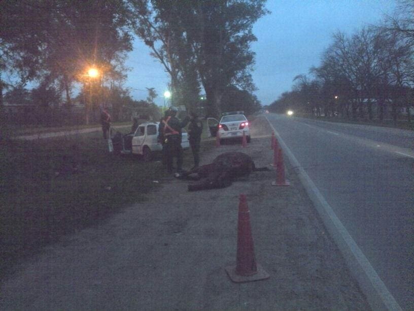 caballos 3 1 - Diario Resumen de la región