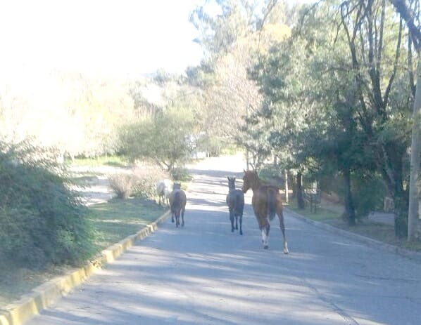 CABALLOS SUELTOS B 1 - Diario Resumen de la región
