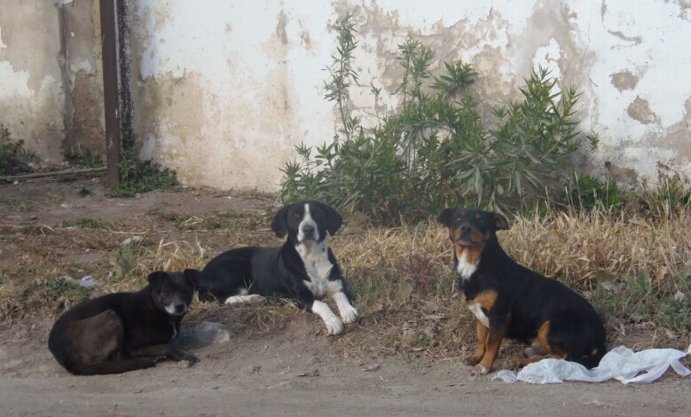 P7300414 1 - Diario Resumen de la región