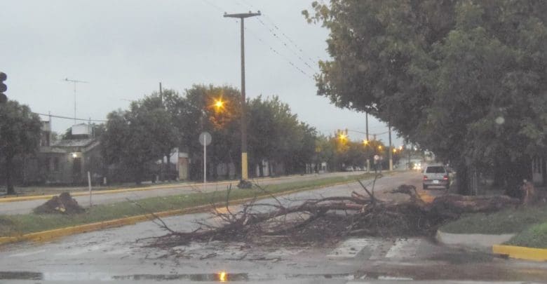 ARBOL CAIDO 1 - Diario Resumen de la región
