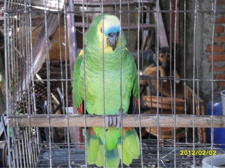 LORO EN JAULA 1 - Diario Resumen de la región