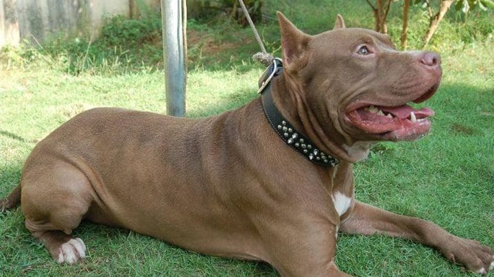 Perro pitbull atado 1 - Diario Resumen de la región