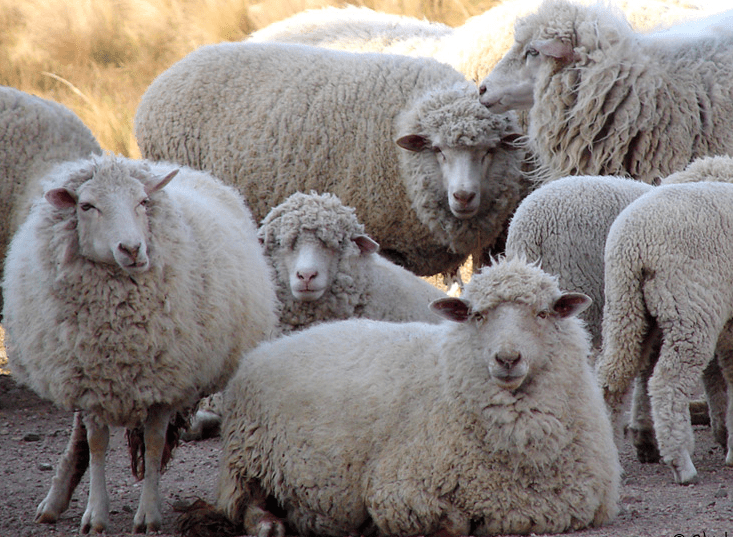 ovejas2 - Diario Resumen de la región