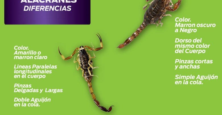 diferentes alacranes - Diario Resumen de la región