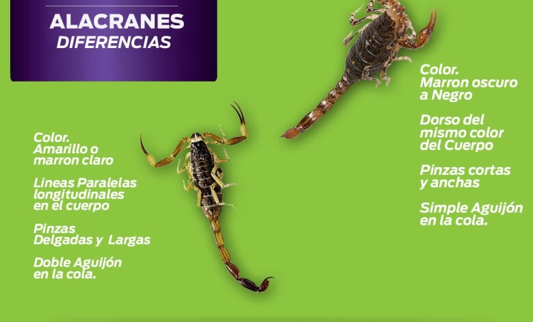 diferentes alacranes - Diario Resumen de la región