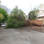 arbol caido granizos - Diario Resumen de la región
