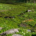 reserva13 - Diario Resumen de la región