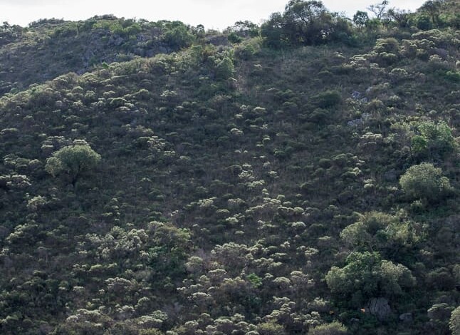 reserva35 - Diario Resumen de la región