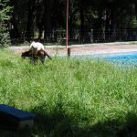 garcia lorca - Diario Resumen de la región