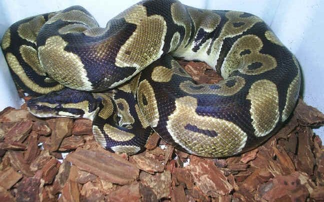 piton 1 - Diario Resumen de la región