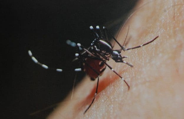 mosquito e1454504238479 1 - Diario Resumen de la región