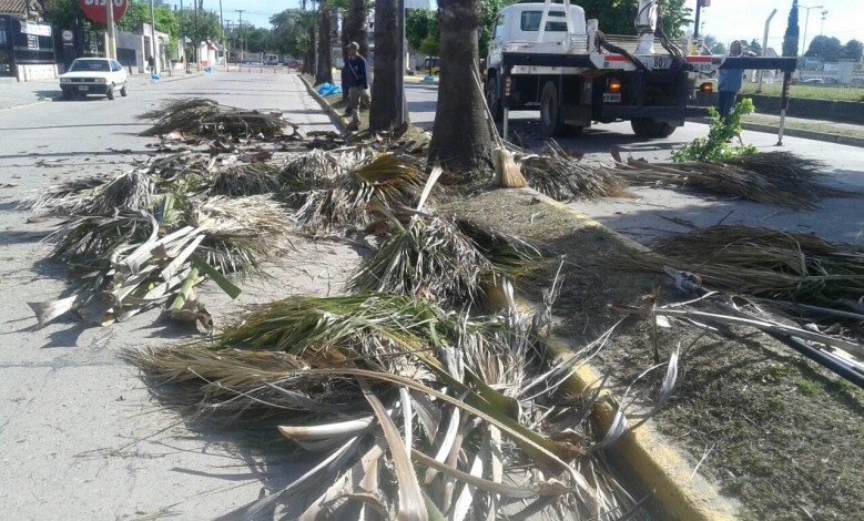 palmeras 1 - Diario Resumen de la región