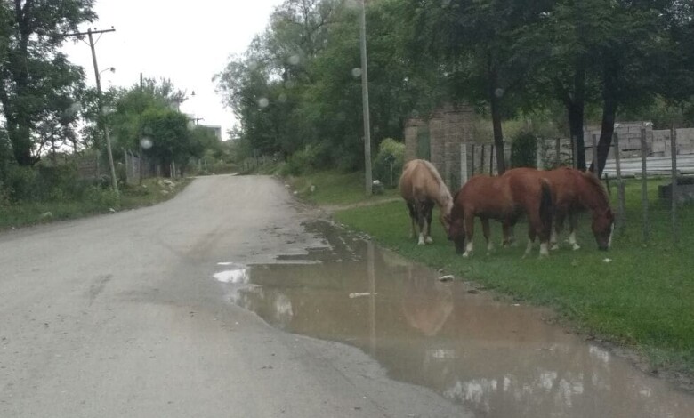 IMG 20161121 WA0003 1 1 - Diario Resumen de la región