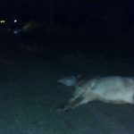 IMG 20161127 WA0000 1 - Diario Resumen de la región