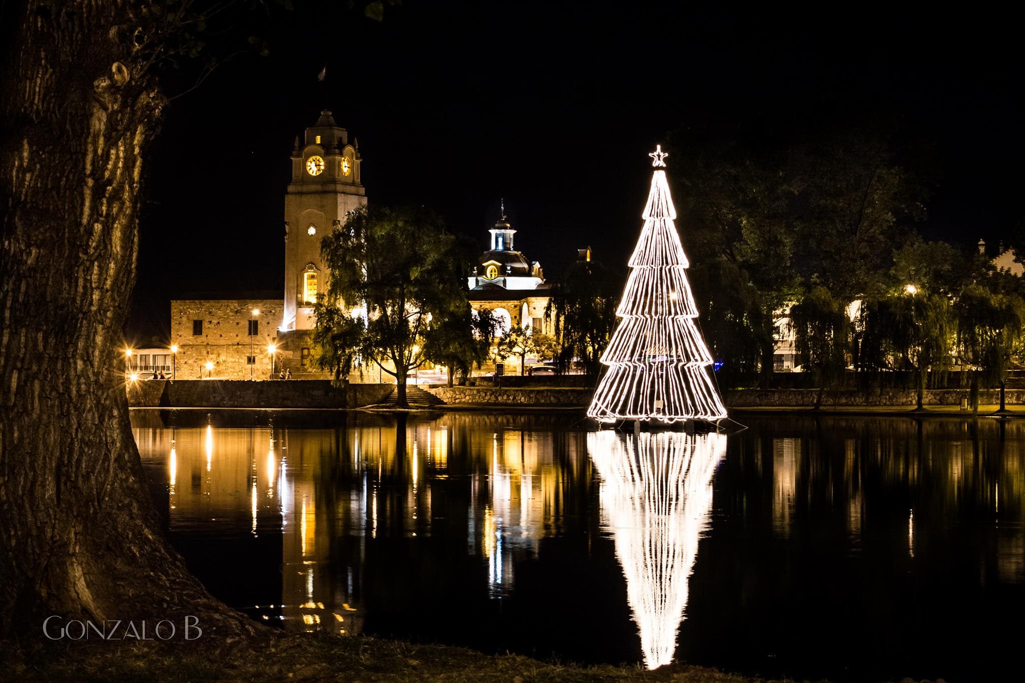 arbol flotante 1 1 - Diario Resumen de la región