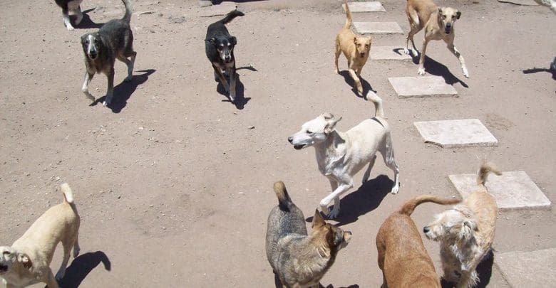 ayuda a los perritos 1 - Diario Resumen de la región