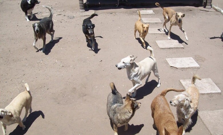 ayuda a los perritos 1 - Diario Resumen de la región