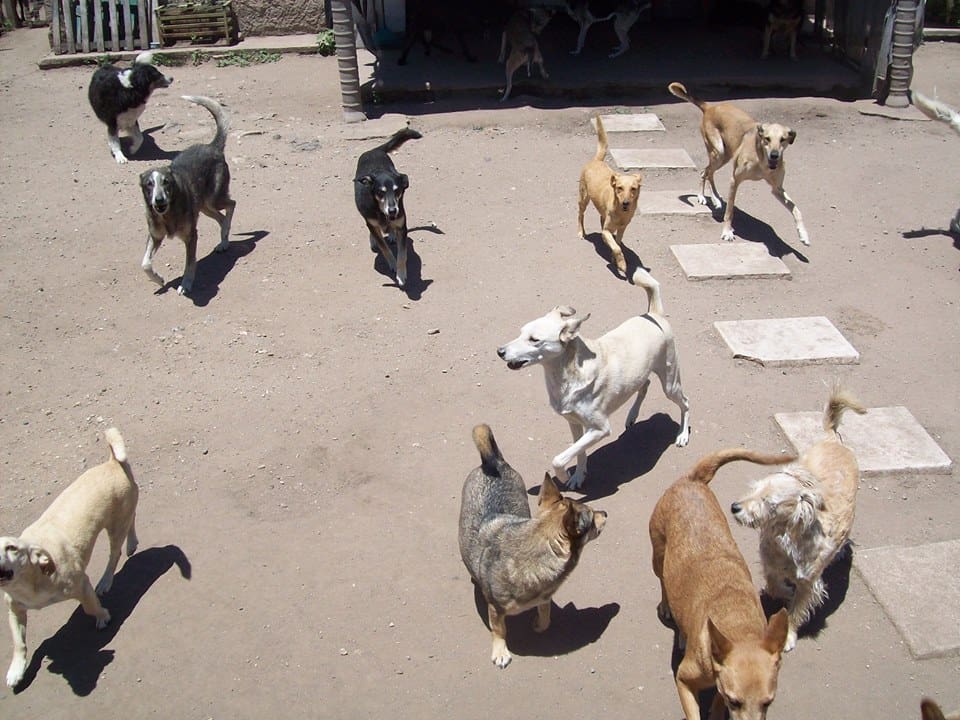 ayuda a los perritos 1 - Diario Resumen de la región