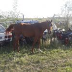 caballos 1 - Diario Resumen de la región