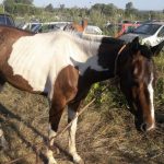 caballos dos 1 - Diario Resumen de la región