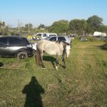 caballos tres 1 - Diario Resumen de la región