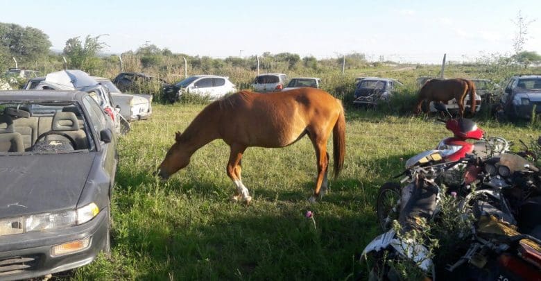 caballos uno 1 - Diario Resumen de la región