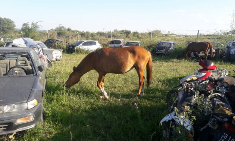 caballos uno 1 - Diario Resumen de la región