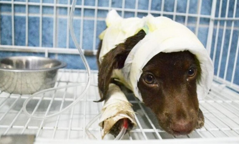 chocolate 1 1 - Diario Resumen de la región