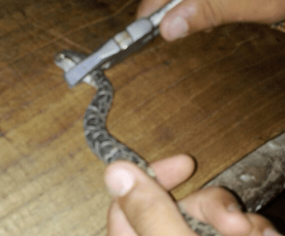 Vibora 1 - Diario Resumen de la región