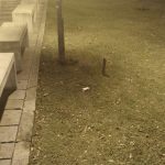 WhatsApp Image 2017 03 31 at 08.46.31 1 - Diario Resumen de la región