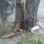 WhatsApp Image 2017 04 08 at 14.28.37 1 - Diario Resumen de la región