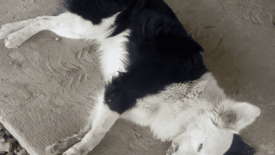 Perro muerto - Diario Resumen de la región