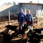 Perros 2 - Diario Resumen de la región