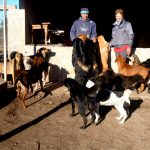 Perros 3 - Diario Resumen de la región