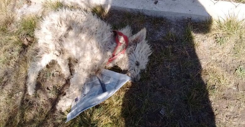 WhatsApp Image 2017 08 18 at 15.34.22 - Diario Resumen de la región