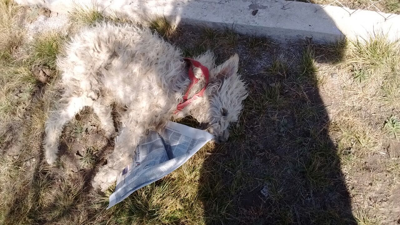 WhatsApp Image 2017 08 18 at 15.34.22 - Diario Resumen de la región