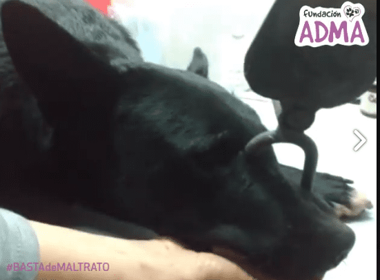 perro - Diario Resumen de la región