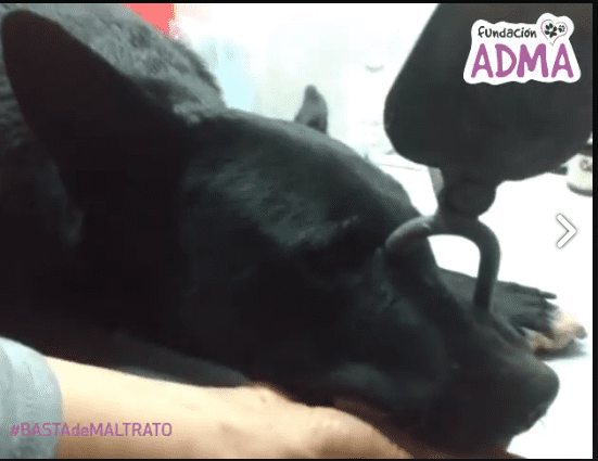perro - Diario Resumen de la región